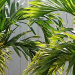 **Veitchia (Adonidia) : piantagione, coltivazione, cura**