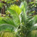 **Archontophoenix : piantare, coltivare e curare**