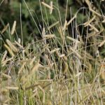 **Bouteloua, boutelou : piantagione, coltivazione, cura**  

Il **Bouteloua**, comunemente noto come **boutelou**, è una graminacea ornamentale apprezzata per la sua eleganza e resistenza. Originaria delle praterie nordamericane, questa pianta è perfetta per giardini naturali, bordure e paesaggi xerici. Scopri come piantare, coltivare e prenderti cura del Bouteloua per godere della sua bellezza tutto l'anno.  

### **Piantagione del Bouteloua**  
1. **Periodo ideale**: Piantalo in primavera o in autunno, quando le temperature sono miti.  
2. **Posizione**: Scegli un luogo soleggiato, poiché il Bouteloua ama la luce diretta.  
3. **Terreno**: Predilige terreni ben drenati, anche poveri o sabbiosi. Evita i ristagni d'acqua.  
4. **Distanza tra le piante**: Lascia circa 30-40 cm tra una pianta e l'altra per favorire una crescita armoniosa.  

### **Coltivazione**  
- **Irrigazione**: Moderata, soprattutto dopo la piantagione. Una volta stabilizzata, resiste bene alla siccità.  
- **Concimazione**: Non necessaria, ma un apporto leggero di compost in primavera può favorire la crescita.  
- **Potatura**: Taglia i culmi secchi alla base in primavera per stimolare la ripresa vegetativa.  

### **Cura e manutenzione**  
- **Resistenza**: Tollera bene il caldo e il freddo moderato.  
- **Malattie e parassiti**: Generalmente resistente, ma controlla eventuali attacchi di afidi.  
- **Propagazione**: Si riproduce facilmente per divisione dei cespi in primavera.  

Il Bouteloua è una scelta eccellente per chi cerca una pianta ornamentale facile da coltivare e dall'aspetto naturale. Con poche cure, regalerà movimento e grazia al tuo giardino!