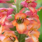 **Digiplexis, digitale annuale: piantagione, cura**