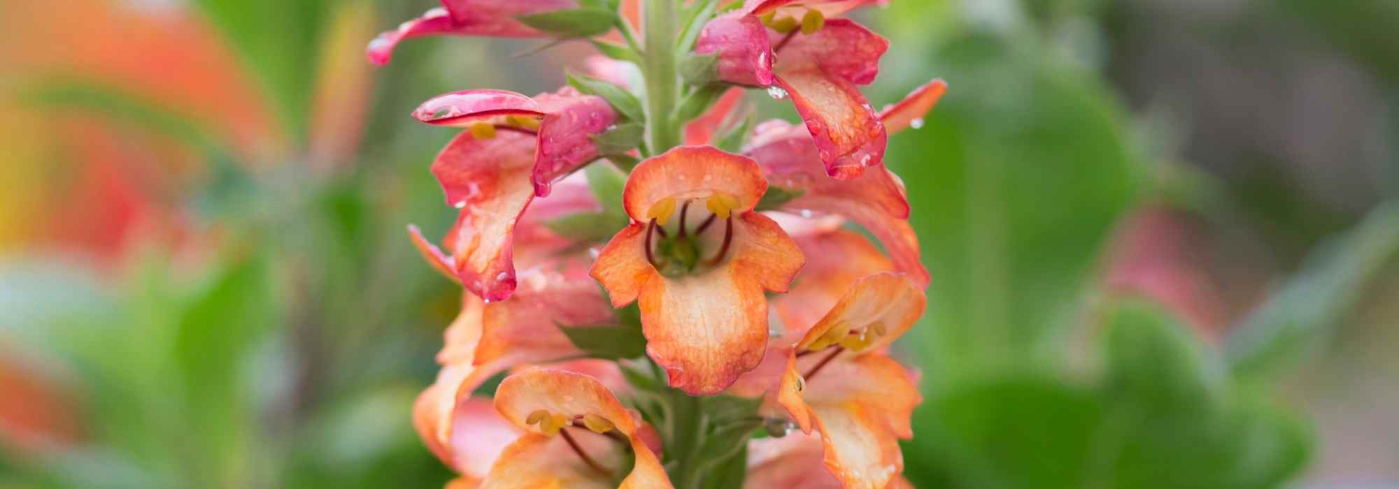 **Digiplexis, digitale annuale: piantagione, cura**