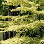 Cornus controversa - Corniolo delle Pagode e Cornus alternifolia: piantare e curare