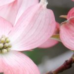 **Cornus florida - Corniolo americano: come scegliere, piantare e curare**