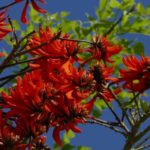 **Erythrina, albero corallo: piantagione e cura**

L'Erythrina, comunemente conosciuto come "albero corallo", è una pianta spettacolare che attira l'attenzione con i suoi fiori vivaci e il fogliame lussureggiante. Originario delle regioni tropicali e subtropicali, questo albero è perfetto per aggiungere un tocco esotico al tuo giardino. Ecco una guida completa sulla piantagione e la cura dell'Erythrina.

### **Piantagione dell'Erythrina**

1. **Scelta del luogo**:
   - L'Erythrina ama il sole pieno. Scegli un posto dove possa ricevere almeno 6-8 ore di luce solare diretta al giorno.
   - Assicurati che il terreno sia ben drenato per evitare ristagni d'acqua, che potrebbero danneggiare le radici.

2. **Preparazione del terreno**:
   - L'albero corallo preferisce un terreno fertile e leggermente acido. Aggiungi compost o letame maturo per migliorare la struttura del terreno.
   - Se il terreno è troppo argilloso, mescolalo con sabbia per favorire il drenaggio.

3. **Piantagione**:
   - Scava una buca larga e profonda il doppio della zolla della pianta.
   - Posiziona l'Erythrina nella buca e riempila con il terreno preparato, pressando leggermente per eliminare le bolle d'aria.
   - Innaffia abbondantemente dopo la piantagione per aiutare la pianta a stabilizzarsi.

### **Cura dell'Erythrina**

1. **Irrigazione**:
   - Durante i primi mesi, mantieni il terreno umido ma non inzuppato. Una volta stabilita, l'Erythrina tollera brevi periodi di siccità.
   - Riduci l'irrigazione durante l'inverno per evitare marciumi radicali.

2. **Concimazione**:
   - Applica un fertilizzante bilanciato (come un 10-10-10) all'inizio della primavera per favorire una crescita vigorosa e una fioritura abbondante.
   - Evita di concimare eccessivamente, poiché potrebbe stimolare una crescita eccessiva del fogliame a discapito dei fiori.

3. **Potatura**:
   - Potare l'Erythrina alla fine dell'inverno o all'inizio della primavera per rimuovere i rami morti o danneggiati e per mantenere una forma ordinata.
   - La potatura leggera può anche stimolare una fioritura più abbondante.

4. **Protezione dal freddo**:
   - Se vivi in una zona con inverni rigidi, proteggi l'Erythrina con una pacciamatura spessa attorno alla base e, se necessario, avvolgi la chioma con un tessuto protettivo.

### **Problemi comuni e soluzioni**

- **Parassiti**: L'Erythrina può essere attaccata da afidi o cocciniglie. Tratta con insetticidi naturali o sapone insetticida.
- **Malattie**: Evita i ristagni d'acqua per prevenire marciumi radicali. In caso di macchie fogliari, rimuovi le foglie infette e tratta con un fungicida.

### **Curiosità**

I fiori dell'Erythrina sono ricchi di nettare e attirano colibrì e farfalle, rendendo il tuo giardino un'oasi per la fauna selvatica.

Con queste semplici cure, il tuo Erythrina crescerà sano e regalerà un'esplosione di colore al tuo spazio verde!