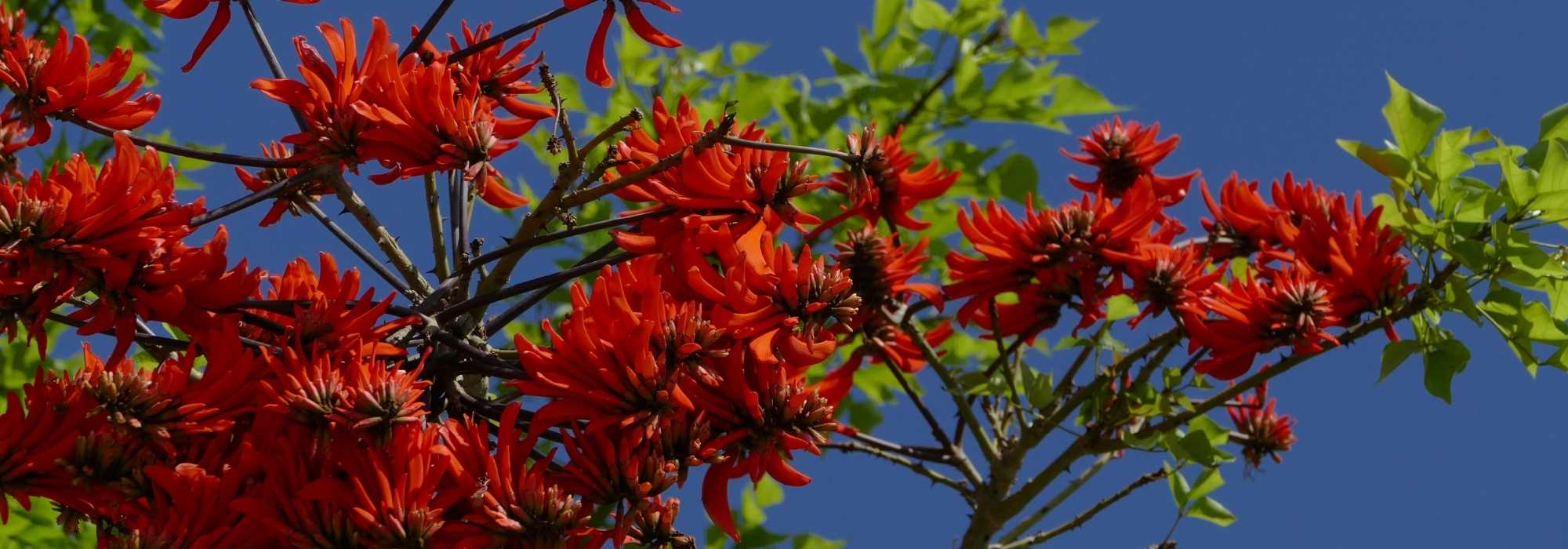 **Erythrina, albero corallo: piantagione e cura**

L'Erythrina, comunemente conosciuto come "albero corallo", è una pianta spettacolare che attira l'attenzione con i suoi fiori vivaci e il fogliame lussureggiante. Originario delle regioni tropicali e subtropicali, questo albero è perfetto per aggiungere un tocco esotico al tuo giardino. Ecco una guida completa sulla piantagione e la cura dell'Erythrina.

### **Piantagione dell'Erythrina**

1. **Scelta del luogo**:
   - L'Erythrina ama il sole pieno. Scegli un posto dove possa ricevere almeno 6-8 ore di luce solare diretta al giorno.
   - Assicurati che il terreno sia ben drenato per evitare ristagni d'acqua, che potrebbero danneggiare le radici.

2. **Preparazione del terreno**:
   - L'albero corallo preferisce un terreno fertile e leggermente acido. Aggiungi compost o letame maturo per migliorare la struttura del terreno.
   - Se il terreno è troppo argilloso, mescolalo con sabbia per favorire il drenaggio.

3. **Piantagione**:
   - Scava una buca larga e profonda il doppio della zolla della pianta.
   - Posiziona l'Erythrina nella buca e riempila con il terreno preparato, pressando leggermente per eliminare le bolle d'aria.
   - Innaffia abbondantemente dopo la piantagione per aiutare la pianta a stabilizzarsi.

### **Cura dell'Erythrina**

1. **Irrigazione**:
   - Durante i primi mesi, mantieni il terreno umido ma non inzuppato. Una volta stabilita, l'Erythrina tollera brevi periodi di siccità.
   - Riduci l'irrigazione durante l'inverno per evitare marciumi radicali.

2. **Concimazione**:
   - Applica un fertilizzante bilanciato (come un 10-10-10) all'inizio della primavera per favorire una crescita vigorosa e una fioritura abbondante.
   - Evita di concimare eccessivamente, poiché potrebbe stimolare una crescita eccessiva del fogliame a discapito dei fiori.

3. **Potatura**:
   - Potare l'Erythrina alla fine dell'inverno o all'inizio della primavera per rimuovere i rami morti o danneggiati e per mantenere una forma ordinata.
   - La potatura leggera può anche stimolare una fioritura più abbondante.

4. **Protezione dal freddo**:
   - Se vivi in una zona con inverni rigidi, proteggi l'Erythrina con una pacciamatura spessa attorno alla base e, se necessario, avvolgi la chioma con un tessuto protettivo.

### **Problemi comuni e soluzioni**

- **Parassiti**: L'Erythrina può essere attaccata da afidi o cocciniglie. Tratta con insetticidi naturali o sapone insetticida.
- **Malattie**: Evita i ristagni d'acqua per prevenire marciumi radicali. In caso di macchie fogliari, rimuovi le foglie infette e tratta con un fungicida.

### **Curiosità**

I fiori dell'Erythrina sono ricchi di nettare e attirano colibrì e farfalle, rendendo il tuo giardino un'oasi per la fauna selvatica.

Con queste semplici cure, il tuo Erythrina crescerà sano e regalerà un'esplosione di colore al tuo spazio verde!