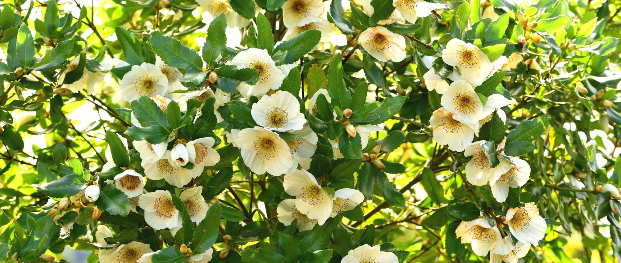 Eucryphia: piantare, coltivare e curare