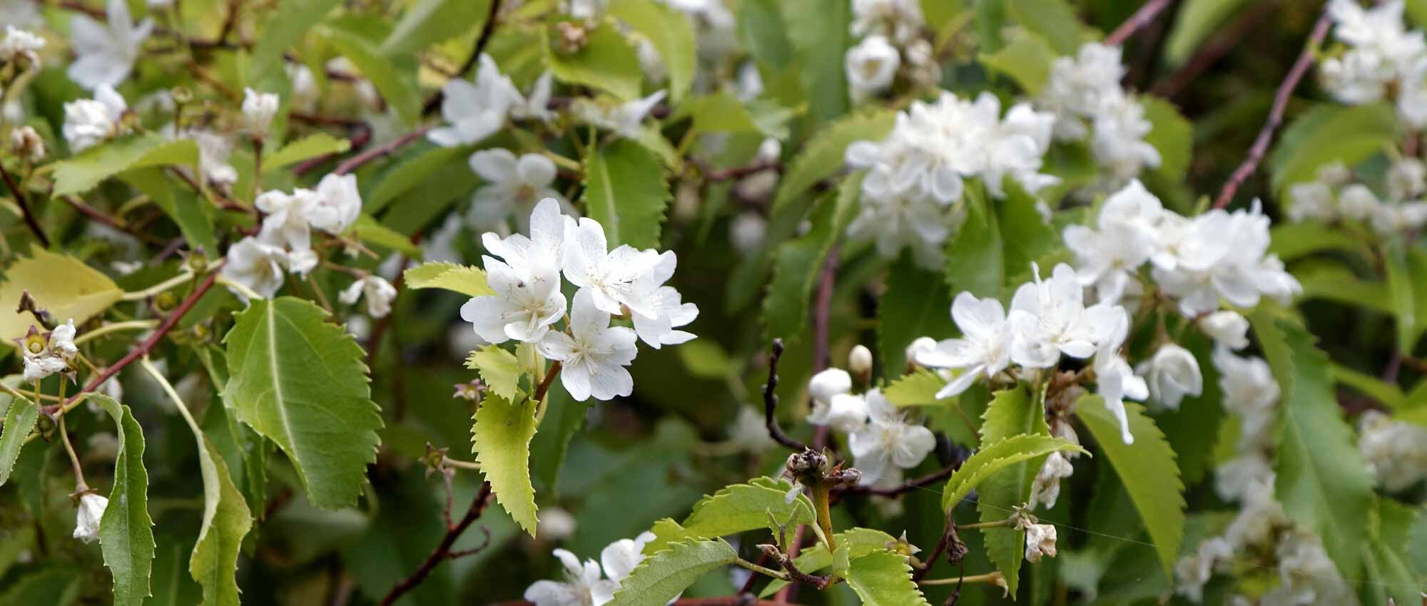**Hoheria : piantare, coltivare e curare**  

L'Hoheria è un arbusto o piccolo albero originario della Nuova Zelanda, apprezzato per la sua fioritura abbondante e il fogliame decorativo. Ecco una guida completa per piantare, coltivare e prenderti cura di questa pianta nel tuo giardino.  

### **Piantare l'Hoheria**  
1. **Scelta del luogo**: Preferisce una posizione soleggiata o parzialmente ombreggiata, al riparo dai venti freddi.  
2. **Terreno**: Opta per un terreno ben drenato, fertile e leggermente acido.  
3. **Piantagione**: Scava una buca larga il doppio della zolla, aggiungi del compost e posiziona la pianta. Riempila e annaffia abbondantemente.  

### **Coltivazione**  
- **Annaffiatura**: Mantieni il terreno umido, soprattutto nei periodi di siccità.  
- **Concimazione**: Applica un fertilizzante bilanciato in primavera per favorire la crescita e la fioritura.  
- **Potatura**: Potare dopo la fioritura per mantenere la forma e rimuovere i rami morti o danneggiati.  

### **Cura**  
- **Protezione invernale**: Nelle regioni più fredde, proteggi la base della pianta con una pacciamatura.  
- **Parassiti e malattie**: Controlla afidi e cocciniglie, e tratta con prodotti naturali se necessario.  

L'Hoheria è una pianta resistente e di facile manutenzione, perfetta per aggiungere un tocco esotico al tuo giardino!