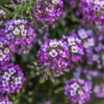 **Lobularia - Alisso odoroso: semina, piantagione e coltivazione**

La Lobularia, comunemente conosciuta come Alisso odoroso, è una pianta annuale o perenne apprezzata per la sua fioritura abbondante e profumata. Ideale per bordure, giardini rocciosi o vasi, questa pianta è facile da coltivare e regala un tocco di colore e fragranza al tuo spazio verde. Ecco una guida completa per seminare, piantare e coltivare l'Alisso odoroso con successo.

### **Semina dell'Alisso odoroso**
1. **Periodo di semina**: 
   - In semenzaio: da febbraio ad aprile.
   - Direttamente in terra: da aprile a giugno.
2. **Preparazione del terreno**: 
   - Scegli un terreno ben drenato e leggero. L'Alisso odoroso tollera anche terreni poveri.
3. **Semina**: 
   - Spargi i semi sulla superficie del terreno e copri leggermente con un velo di terra fine.
   - Mantieni il terreno umido fino alla germinazione, che avviene in circa 10-15 giorni.

### **Piantagione dell'Alisso odoroso**
1. **Quando piantare**: 
   - Dopo l'ultima gelata, generalmente da maggio in poi.
2. **Distanza tra le piante**: 
   - Mantieni una distanza di 20-30 cm tra le piante per favorire una crescita armoniosa.
3. **Posizione**: 
   - Scegli un luogo soleggiato o parzialmente ombreggiato. L'Alisso odoroso ama il sole ma tollera anche un po' d'ombra.

### **Coltivazione e cura**
1. **Annaffiatura**: 
   - Moderata. L'Alisso odoroso resiste bene alla siccità, ma è importante annaffiare regolarmente durante i periodi più caldi.
2. **Concimazione**: 
   - Non necessaria, ma un concime leggero per piante fiorite può favorire una fioritura più abbondante.
3. **Manutenzione**: 
   - Rimuovi i fiori appassiti per stimolare una nuova fioritura.
   - La pianta può autoseminarsi, permettendoti di godere della sua bellezza anno dopo anno.

### **Problemi comuni**
- **Malattie**: Raramente colpita da malattie, ma può soffrire di marciume radicale in terreni troppo umidi.
- **Parassiti**: Attenzione agli afidi, che possono attaccare i giovani germogli.

### **Consigli extra**
- L'Alisso odoroso è perfetto per attirare api e farfalle nel tuo giardino.
- Può essere coltivato in vasi o fioriere per abbellire balconi e terrazzi.

Con queste semplici indicazioni, potrai godere della bellezza e del profumo dell'Alisso odoroso per tutta la stagione!