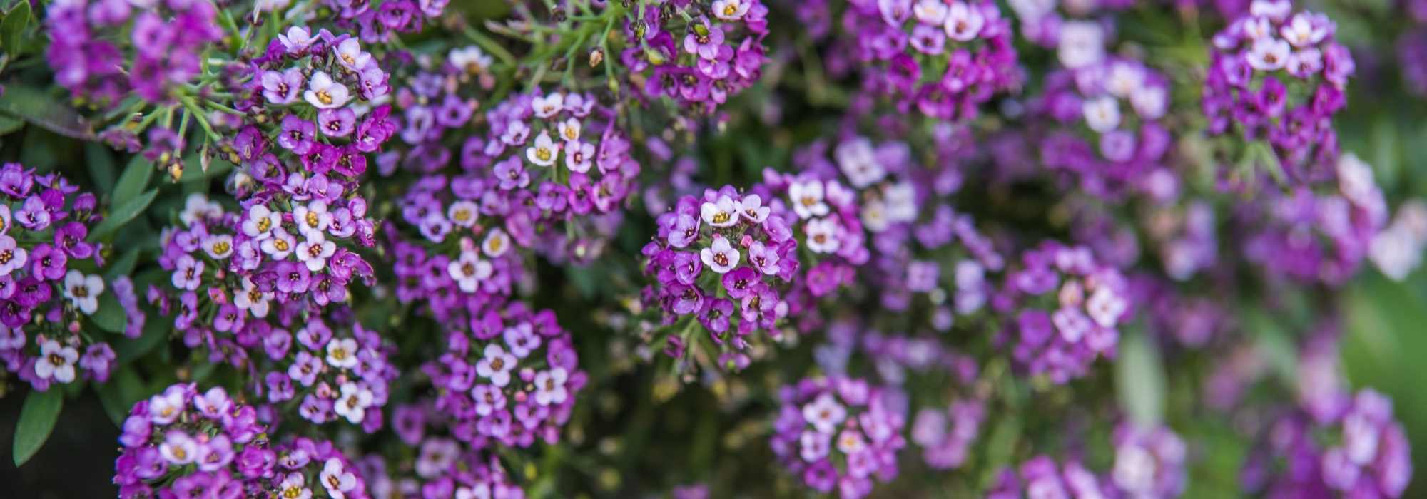 **Lobularia - Alisso odoroso: semina, piantagione e coltivazione**

La Lobularia, comunemente conosciuta come Alisso odoroso, è una pianta annuale o perenne apprezzata per la sua fioritura abbondante e profumata. Ideale per bordure, giardini rocciosi o vasi, questa pianta è facile da coltivare e regala un tocco di colore e fragranza al tuo spazio verde. Ecco una guida completa per seminare, piantare e coltivare l'Alisso odoroso con successo.

### **Semina dell'Alisso odoroso**
1. **Periodo di semina**: 
   - In semenzaio: da febbraio ad aprile.
   - Direttamente in terra: da aprile a giugno.
2. **Preparazione del terreno**: 
   - Scegli un terreno ben drenato e leggero. L'Alisso odoroso tollera anche terreni poveri.
3. **Semina**: 
   - Spargi i semi sulla superficie del terreno e copri leggermente con un velo di terra fine.
   - Mantieni il terreno umido fino alla germinazione, che avviene in circa 10-15 giorni.

### **Piantagione dell'Alisso odoroso**
1. **Quando piantare**: 
   - Dopo l'ultima gelata, generalmente da maggio in poi.
2. **Distanza tra le piante**: 
   - Mantieni una distanza di 20-30 cm tra le piante per favorire una crescita armoniosa.
3. **Posizione**: 
   - Scegli un luogo soleggiato o parzialmente ombreggiato. L'Alisso odoroso ama il sole ma tollera anche un po' d'ombra.

### **Coltivazione e cura**
1. **Annaffiatura**: 
   - Moderata. L'Alisso odoroso resiste bene alla siccità, ma è importante annaffiare regolarmente durante i periodi più caldi.
2. **Concimazione**: 
   - Non necessaria, ma un concime leggero per piante fiorite può favorire una fioritura più abbondante.
3. **Manutenzione**: 
   - Rimuovi i fiori appassiti per stimolare una nuova fioritura.
   - La pianta può autoseminarsi, permettendoti di godere della sua bellezza anno dopo anno.

### **Problemi comuni**
- **Malattie**: Raramente colpita da malattie, ma può soffrire di marciume radicale in terreni troppo umidi.
- **Parassiti**: Attenzione agli afidi, che possono attaccare i giovani germogli.

### **Consigli extra**
- L'Alisso odoroso è perfetto per attirare api e farfalle nel tuo giardino.
- Può essere coltivato in vasi o fioriere per abbellire balconi e terrazzi.

Con queste semplici indicazioni, potrai godere della bellezza e del profumo dell'Alisso odoroso per tutta la stagione!
