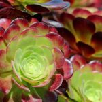 Aeonium: piantagione, coltivazione e cura