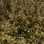 Corokia: piantagione e cura