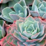Echeveria: piantare, coltivare e curare