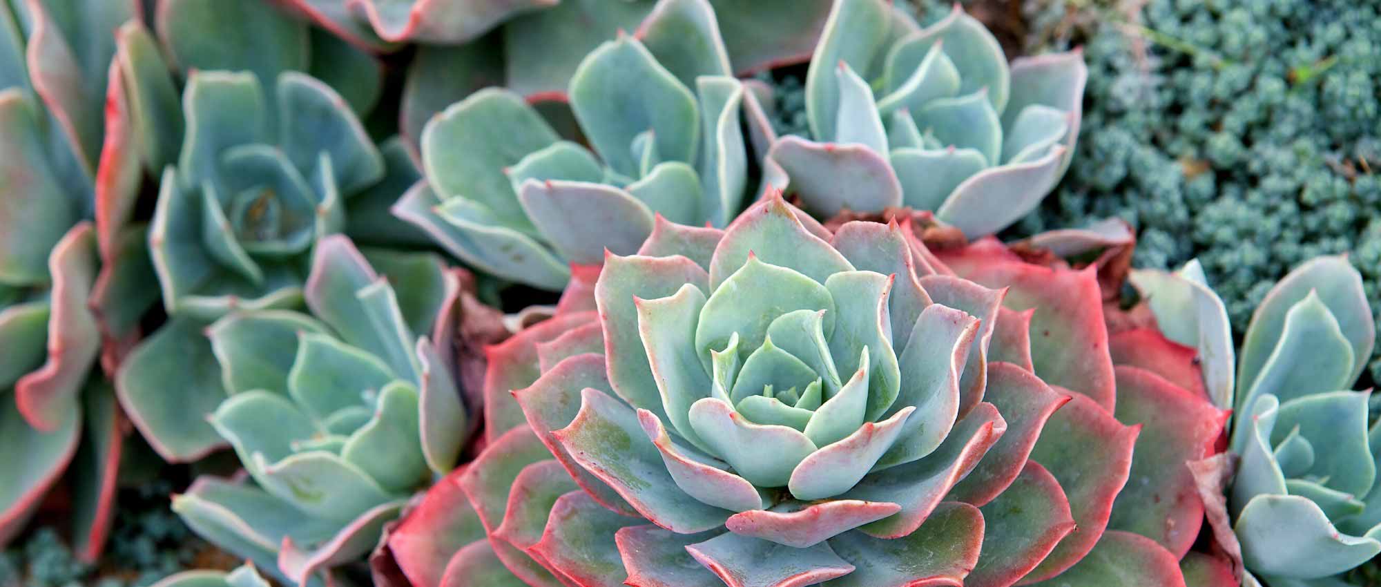 Echeveria: piantare, coltivare e curare