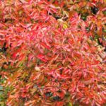 Nyssa, Gommier noir o Tupélo: piantagione, cura