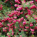 Gaultheria: piantare, coltivare e curare