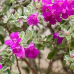 Leucophyllum : piantare, coltivare e curare