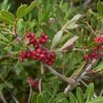 Pistacchio, pistacia: piantagione e cura