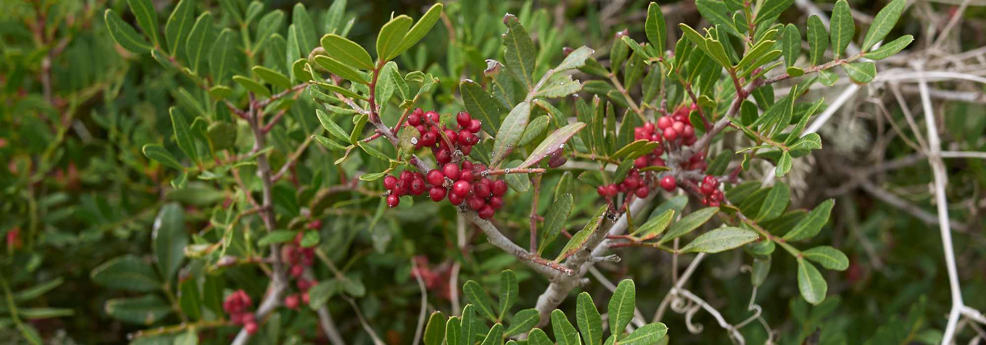 Pistacchio, pistacia: piantagione e cura