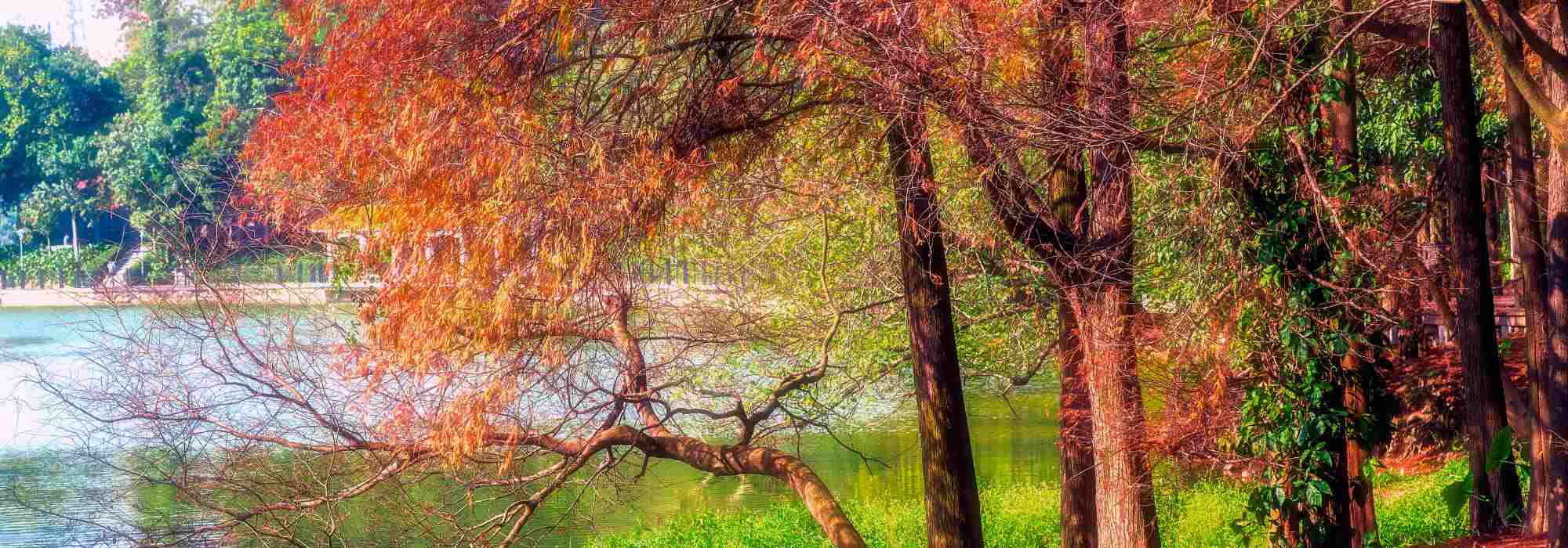 **Taxodium : piantagione, coltivazione e cura**

Il *Taxodium*, comunemente noto come cipresso calvo, è una pianta affascinante e maestosa, apprezzata per la sua resistenza e il suo fogliame decorativo. Originario delle zone umide del Nord America, questo albero si adatta bene a vari ambienti, rendendolo una scelta popolare per giardini e parchi. Ecco una guida completa su come piantare, coltivare e prendersi cura del *Taxodium*.

---

### **Piantagione del Taxodium**

1. **Scelta del luogo**:
   - Il *Taxodium* preferisce posizioni soleggiate o parzialmente ombreggiate.
   - Sebbene tolleri terreni asciutti, prospera in aree umide o vicino a corsi d'acqua.

2. **Preparazione del terreno**:
   - Il terreno ideale è fertile, ben drenato e leggermente acido.
   - In caso di terreni pesanti, aggiungi sabbia o materia organica per migliorare il drenaggio.

3. **Piantagione**:
   - Scava una buca larga il doppio della zolla e profonda quanto la sua altezza.
   - Posiziona l'albero nella buca, assicurandoti che il colletto sia a livello del suolo.
   - Riempi con terra e compatta leggermente.
   - Innaffia abbondantemente dopo la piantagione.

---

### **Coltivazione del Taxodium**

1. **Irrigazione**:
   - Mantieni il terreno umido, specialmente nei primi anni di crescita.
   - Gli esemplari maturi tollerano brevi periodi di siccità, ma preferiscono condizioni umide.

2. **Concimazione**:
   - Applica un fertilizzante bilanciato in primavera per favorire una crescita sana.
   - Evita concimi ad alto contenuto di azoto, che possono danneggiare le radici.

3. **Potatura**:
   - Il *Taxodium* richiede poca potatura. Rimuovi solo i rami morti o danneggiati.
   - La potatura può essere effettuata in inverno o all'inizio della primavera.

---

### **Cura del Taxodium**

1. **Protezione invernale**:
   - Sebbene resistente al freddo, i giovani esemplari possono beneficiare di una pacciamatura alla base per proteggere le radici.

2. **Controllo dei parassiti**:
   - Il *Taxodium* è generalmente resistente ai parassiti, ma può essere attaccato da afidi o acari. Tratta con insetticidi naturali se necessario.

3. **Malattie**:
   - Raramente soggetto a malattie, ma può sviluppare marciumi radicali in terreni troppo compatti. Assicura un buon drenaggio per prevenire problemi.

---

### **Curiosità sul Taxodium**

- Le foglie del *Taxodium* diventano di un bellissimo colore arancione-rossastro in autunno prima di cadere.
- In ambienti umidi, sviluppa radici aeree chiamate "pneumatofori", che emergono dal terreno per favorire la respirazione.

Con le giuste cure, il *Taxodium* diventerà un punto focale nel tuo giardino, offrendo ombra, bellezza e un tocco di esotismo. Buona coltivazione!