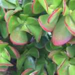 Crassula - Albero di Giada: piantare e curare