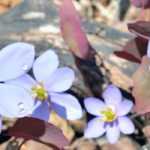 Jeffersonia: piantagione, coltivazione