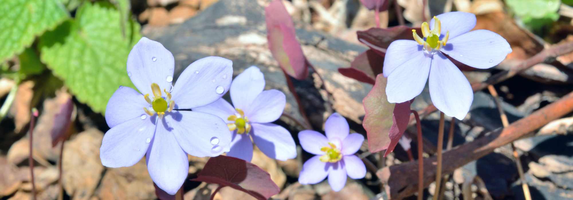 Jeffersonia: piantagione, coltivazione