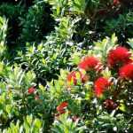 **Metrosideros: piantare e coltivare**