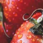 Pomodori: semina, piantagione, cura e raccolta