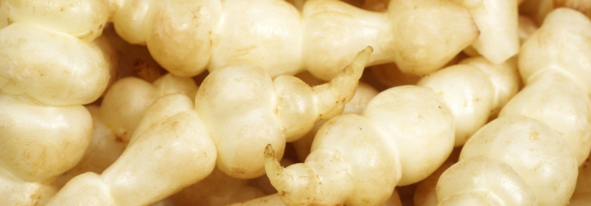 Il crosne, seminare, coltivare e raccogliere