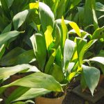 Aspidistra: coltivazione e cura