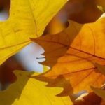 Platano: piantare, potare e curare