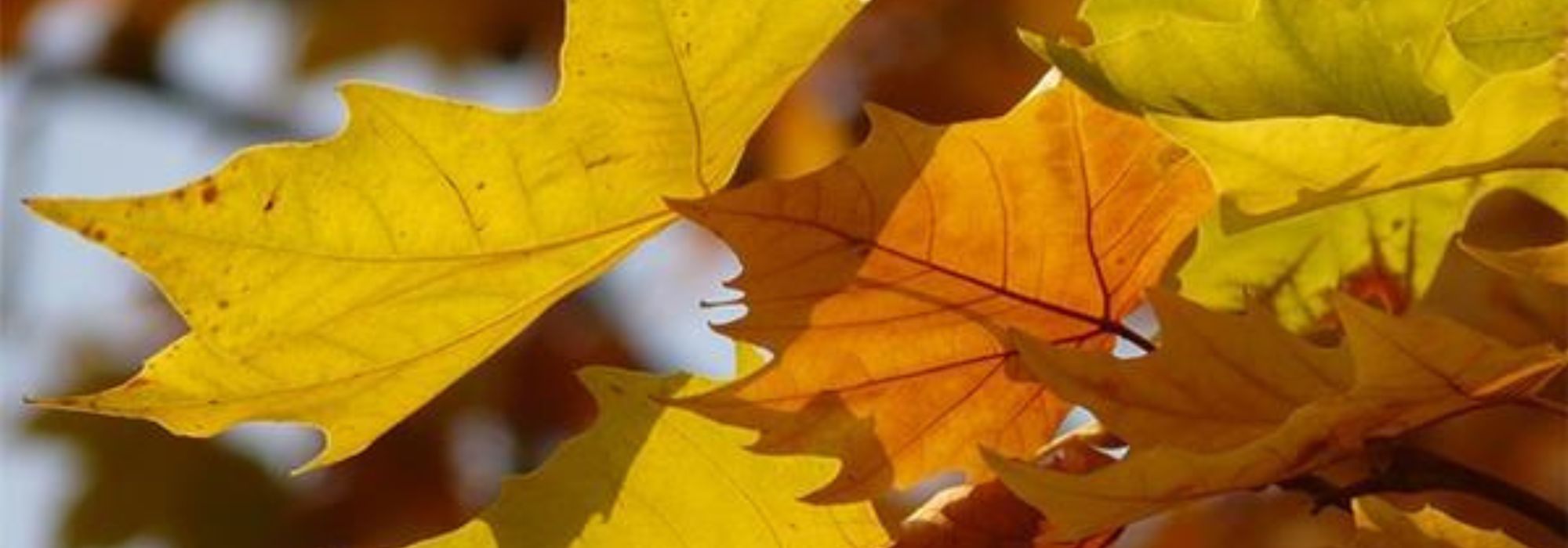 Platano: piantare, potare e curare