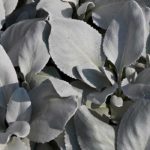 Senecio: piantagione, cura