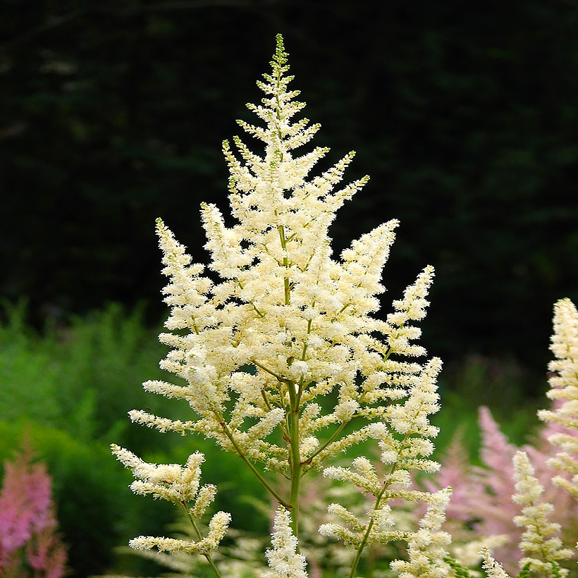 Astilbe a fiori bianchi