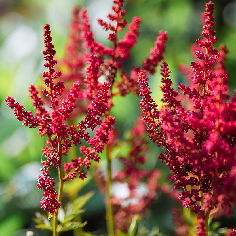 Astilbe a fiori rossi