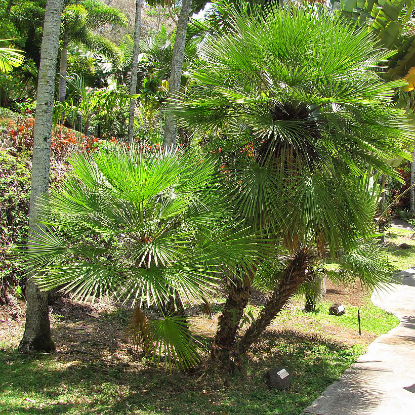 Chamaerops - Palma nana