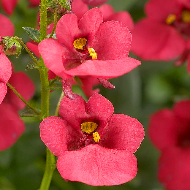 Diascia annuali