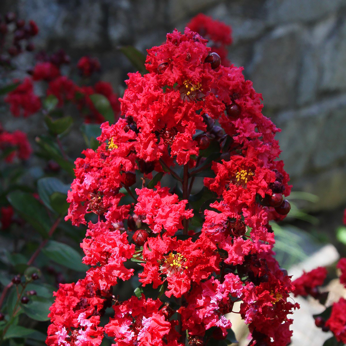 Lagerstroemia rosse