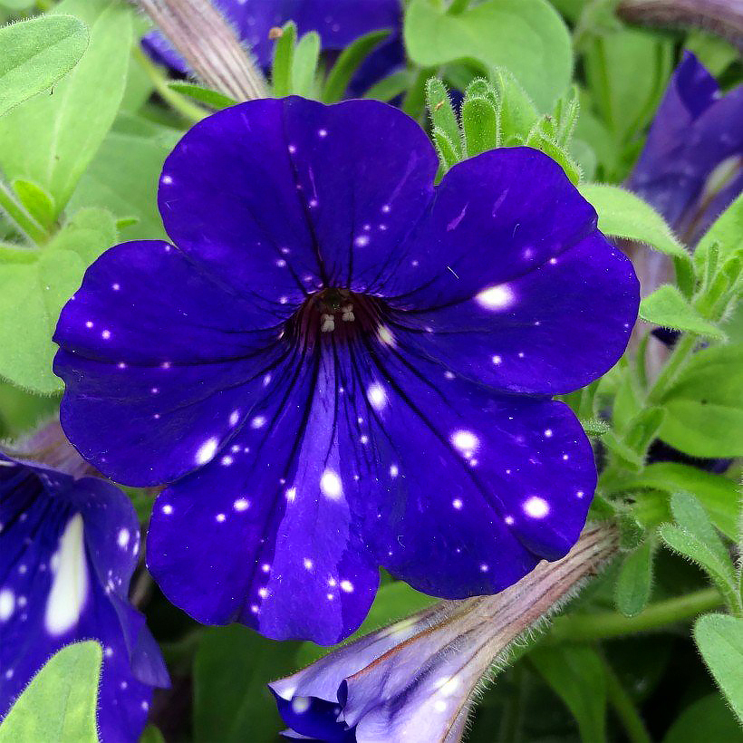 Semi di petunia